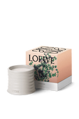 תמונה אחורית של LOEWE Oregano Small Scented Candle