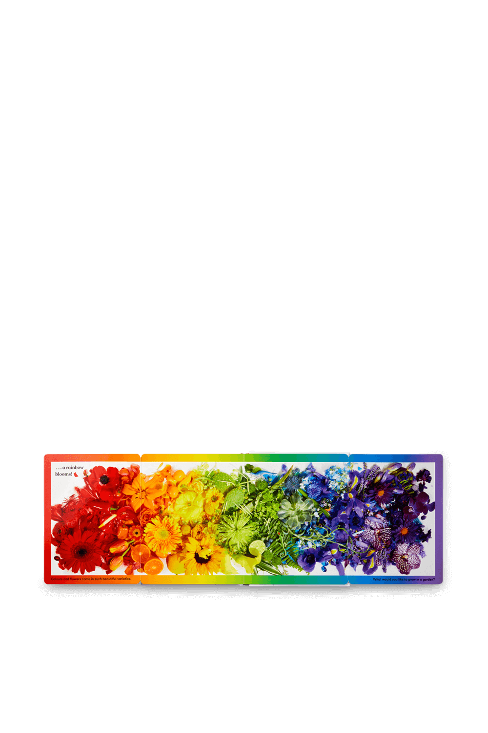 תמונת תקריב של Rainbows in Bloom PHAIDON