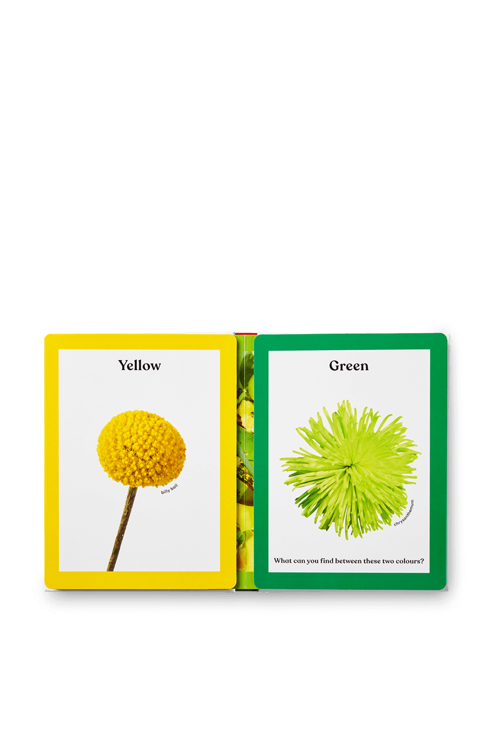 תמונת פנים של Rainbows in Bloom PHAIDON