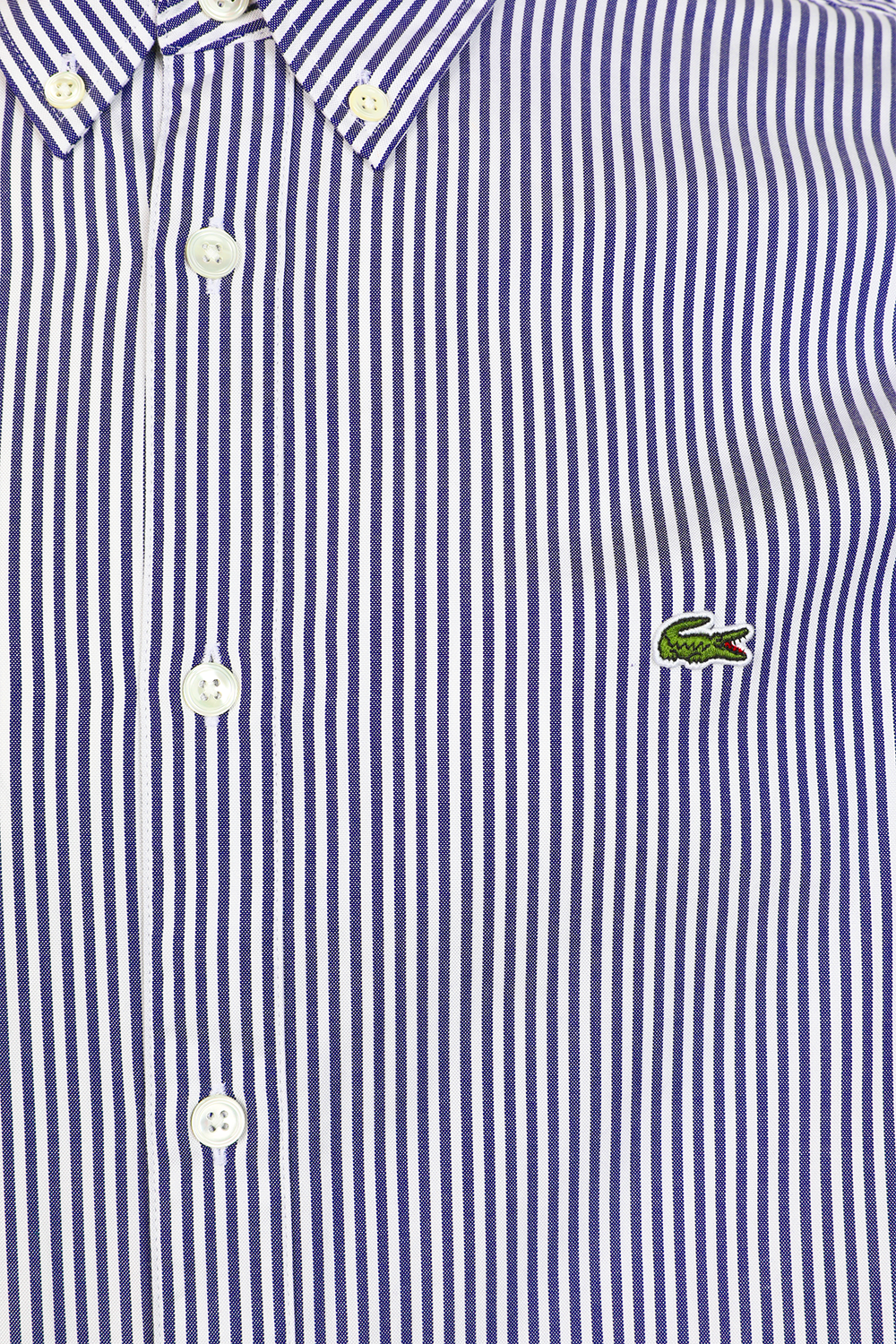 תמונה אחורית של חולצת פסים מכופתרת מכותנה LACOSTE